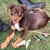 Kelpie Pup