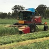Vetch & Oaten Hay 8x4x3 Bales