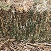 Oaten Hay