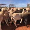 300 dorper ewes for sale