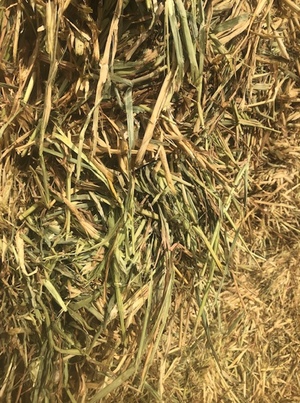 40mt Oaten Hay 650kg 8x4x3 Bales + Freight 