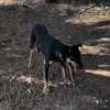 12 month old male Kelpie Pup