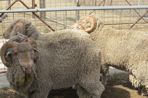 Woodlands Merino Grade Rams
