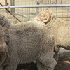Woodlands Merino Grade Rams