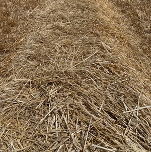 2019 Barley straw header tailings 8x4x3 