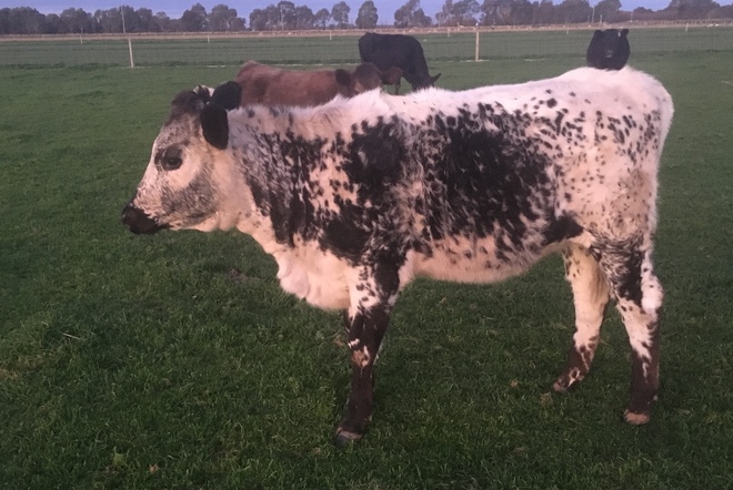 Speckled Park Heifer