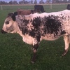 Speckled Park Heifer