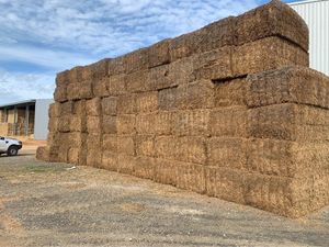 Vetch Hay
