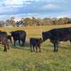 Angus cows and calves