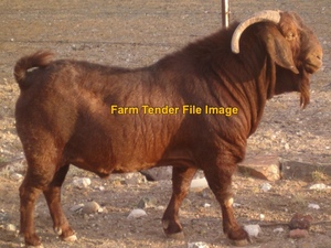 Wanted - Kalahari Bucks 