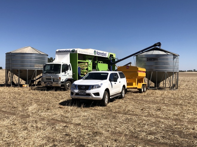 Forage Barley Seed, treated and cleaned.