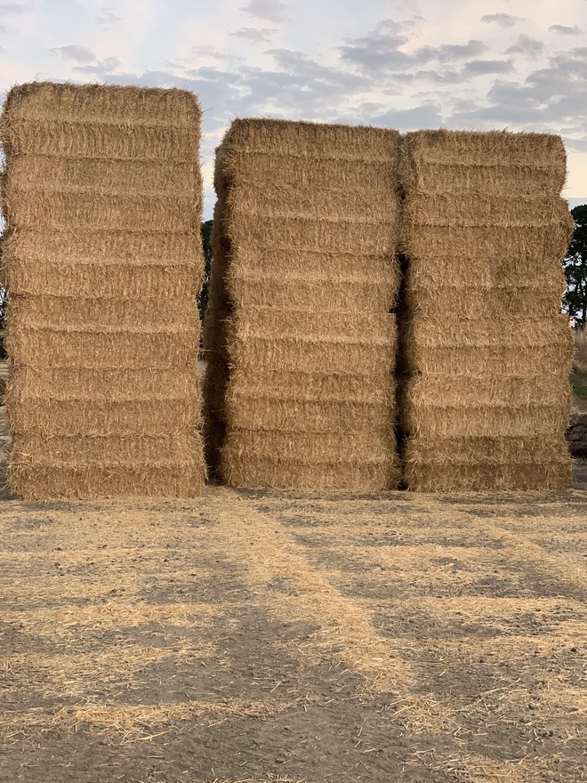 Wheaten straw $33 / bale