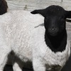 Dorper rams and ewes
