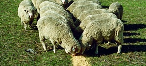 FT Pasture Replacer - Beef and Sheep Grower Pellet - 16%CP (P/C 3470)