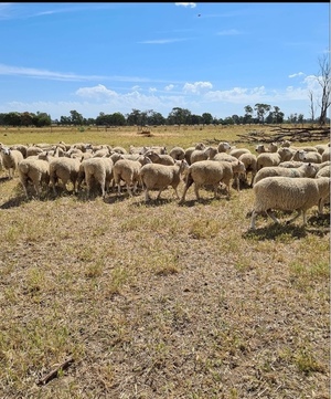160 Prime line Maternal Ewes 18-19 months old