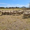160 Prime line Maternal Ewes 18-19 months old