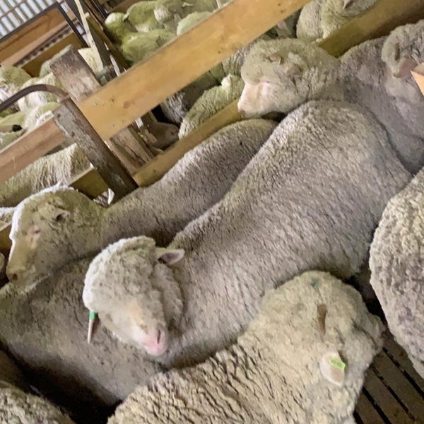 Merino Wethers 200 head wool growers