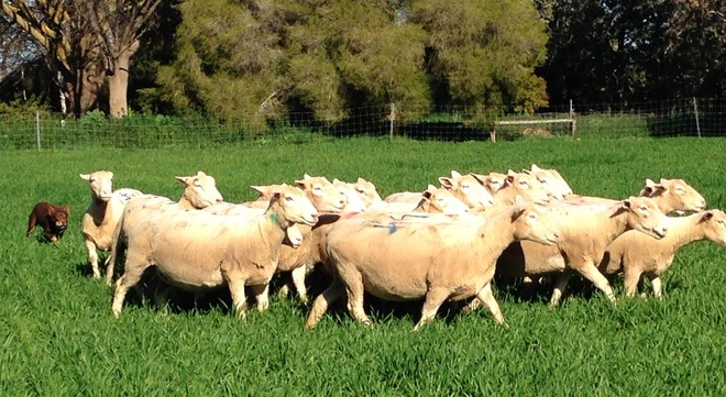 42 White Suffolk Ewes (Scanned 192% in Lamb)