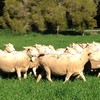 42 White Suffolk Ewes (Scanned 192% in Lamb)