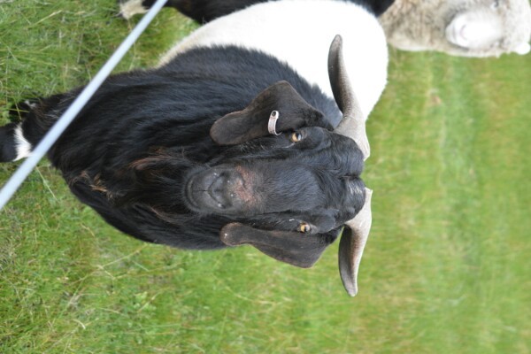 boer goat for sale