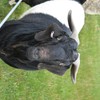 boer goat for sale