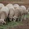 White Suffolk Rams