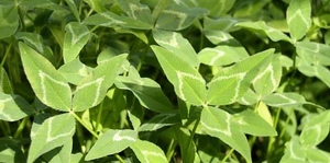 1mt Arrowleaf Clover