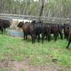 Angus steer weaners
