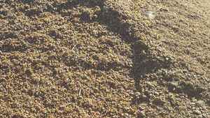 New Season Grape Marc Available 