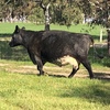 12 x PTIC Angus Shorthorn Cross Cows to Shorthorn Bull