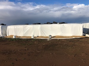 Canola Silage 6x4x3 Bales