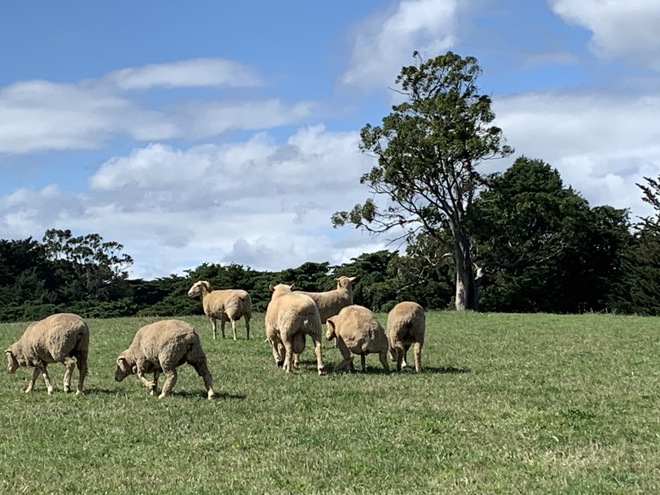 Merino Ewes 
