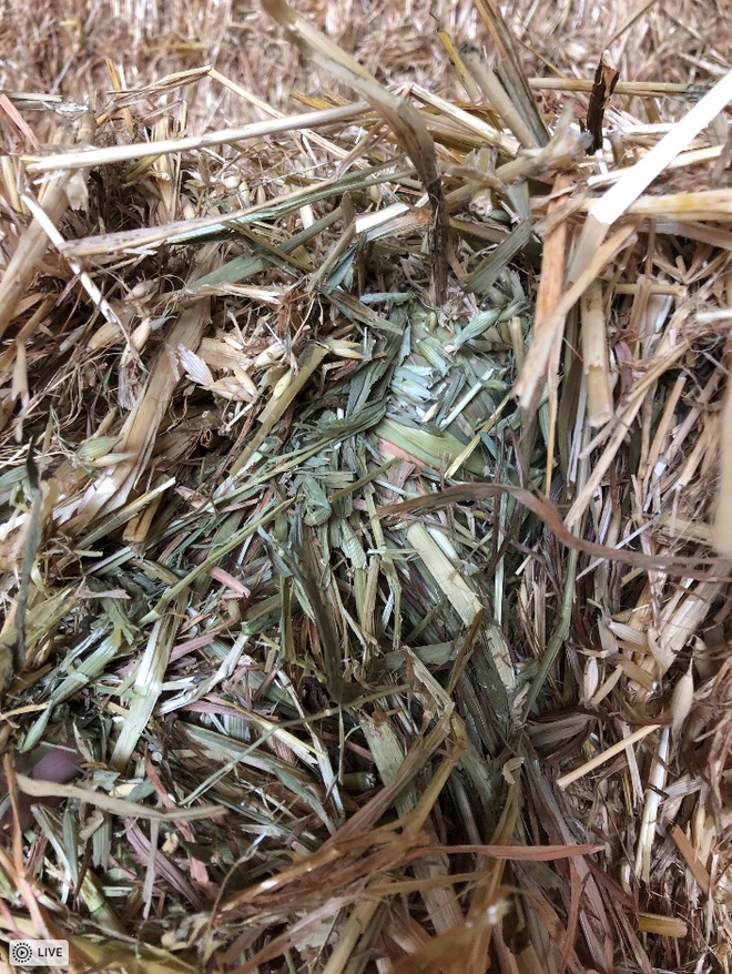 Oaten Hay 550-600kg 8x4x3 Bales