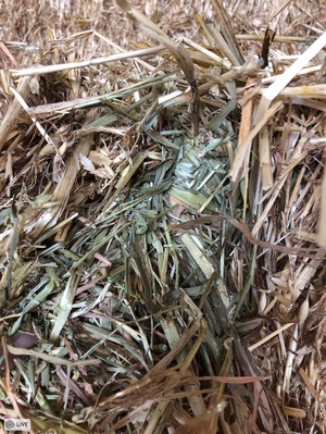 Oaten Hay 550-600kg 8x4x3 Bales