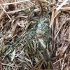 Oaten Hay 550-600kg 8x4x3 Bales