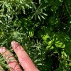 Standing Lupin/Clover/Vetch Crop