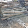 Treated Pine Posts - 5-6