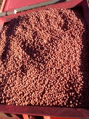 KASPER PEAS