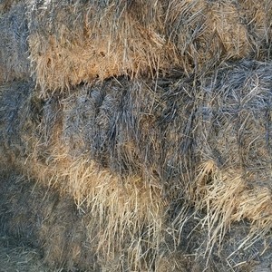 Oaten Hay 8x4x3