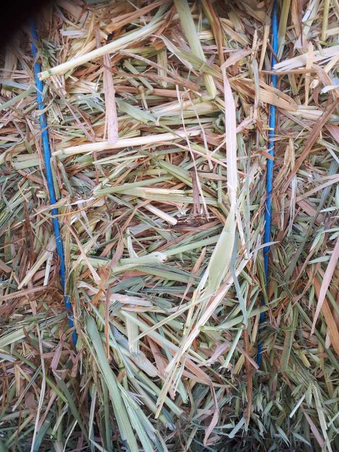270 m/t Export Quality Oaten Hay Delivery Only