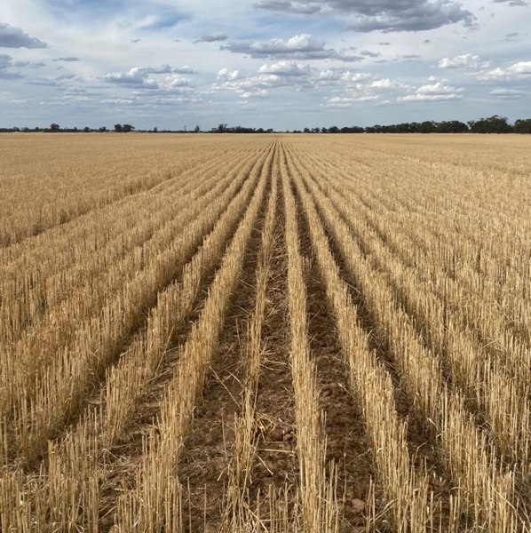 100 Acres of Wheat Stubble - Ready to be cut and baled