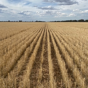 100 Acres of Wheat Stubble - Ready to be cut and baled