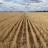 100 Acres of Wheat Stubble - Ready to be cut and baled