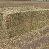 Canola Hay