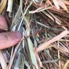 Oaten Hay Rolls For Sale Ex Farm or Can Freight 