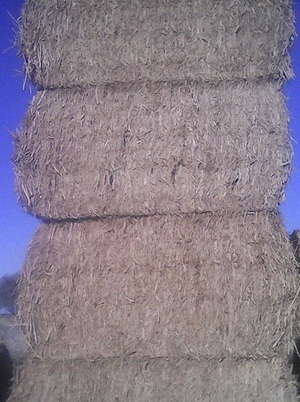 138 8x4x4 Bales of New Season Canola Hay