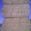 138 8x4x4 Bales of New Season Canola Hay