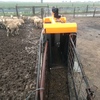 Gallagher 3 Way Sheep Auto Drafter