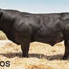 Raven SUPERIOR Black Limousin & Lim-Flex Bull Auction 25th of February 2021