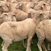 merino ewes